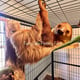 Lallypet