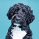Hond op foto
