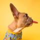 Petpost!