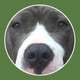 Green Butterfly All Natural Dog & Cat Treats