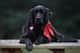 Filou