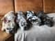 Harvey, Zenna,Wasabi,Blue,Ruby and Morgan