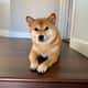 Hachi