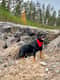 Sune
