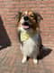 Mylo