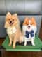 Teddy & Mochi