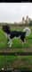 Dieke