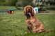 Arlo