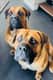 Maximus and Morpheus