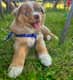 Balou