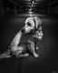 Gorki