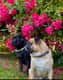 Bobo und Blacky