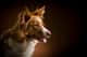 Milou