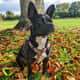 Baxter