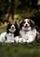 Kody & Kaya