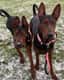 Ivy & inka