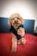 Teddy
