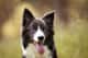 Balou