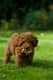 Chewbacca