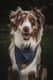 Grizz