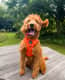 Otto
