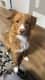 Benji