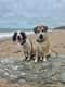 Charlie & Storm