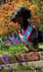 Missy~blue