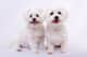 Oscar and Milly