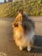 Lassie