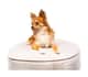 Clyde