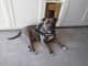 Balou