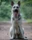 Rex