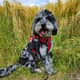 Bailey