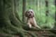 Dougal