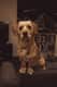 Cooper