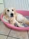 Dolly