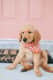 Alfie