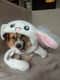 Chibie