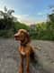 Cooper