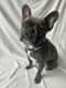 Roxie