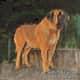 Aslan