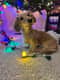Billie Haze