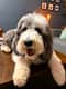 Ruffo