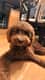 Toby