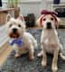 Lola and daisy