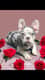 Milly