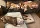 Trudy and puppies