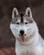 Kiba