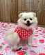 Pollyanna